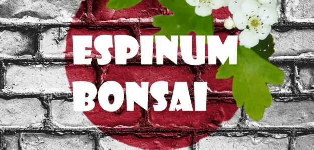 Espinum_bonsai