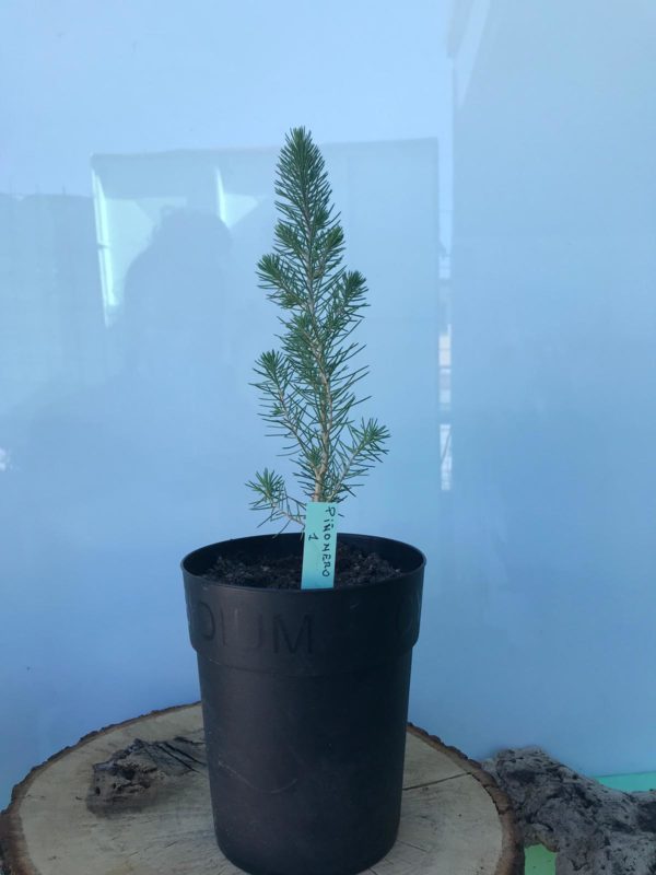 Plantón Pinus pinea 1