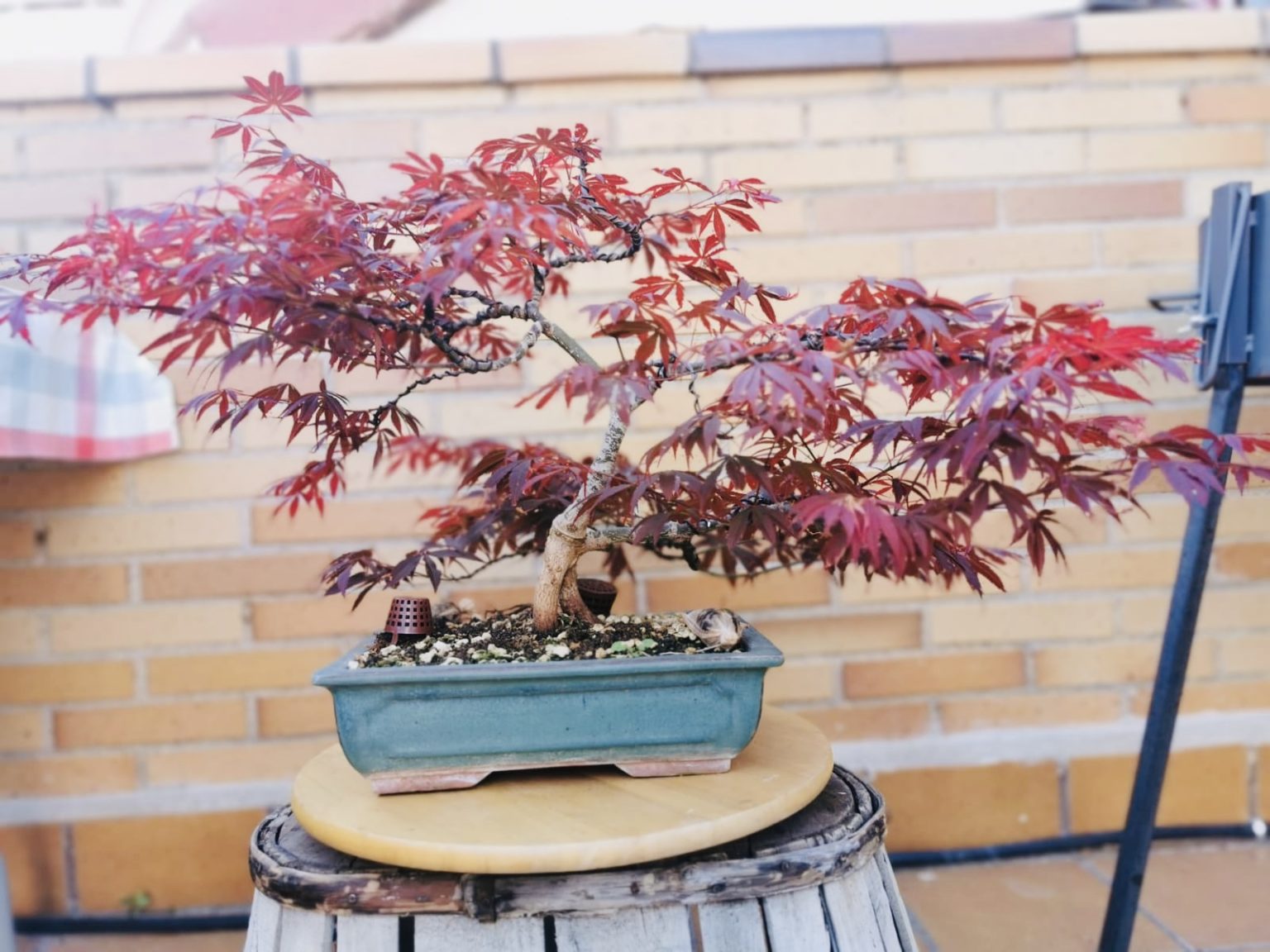 Arce Palmatum Atropurpureum Bonsai Chenji