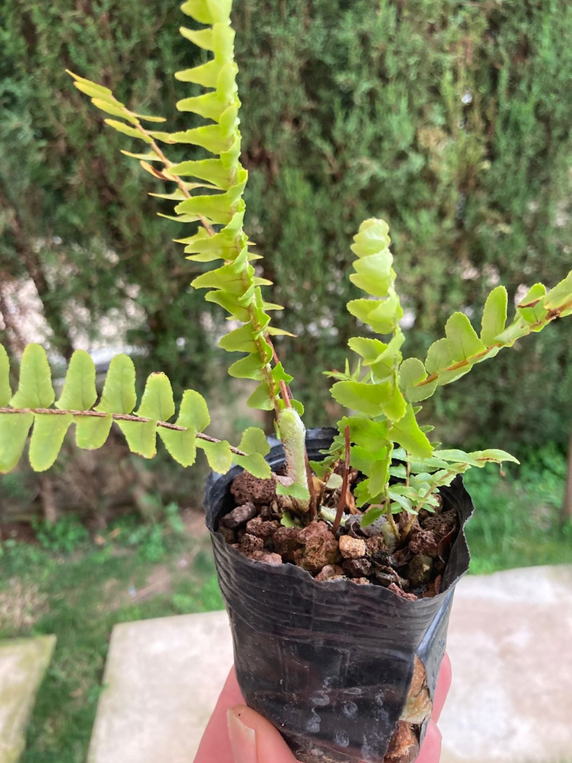 Helecho común - Bonsai Chenji
