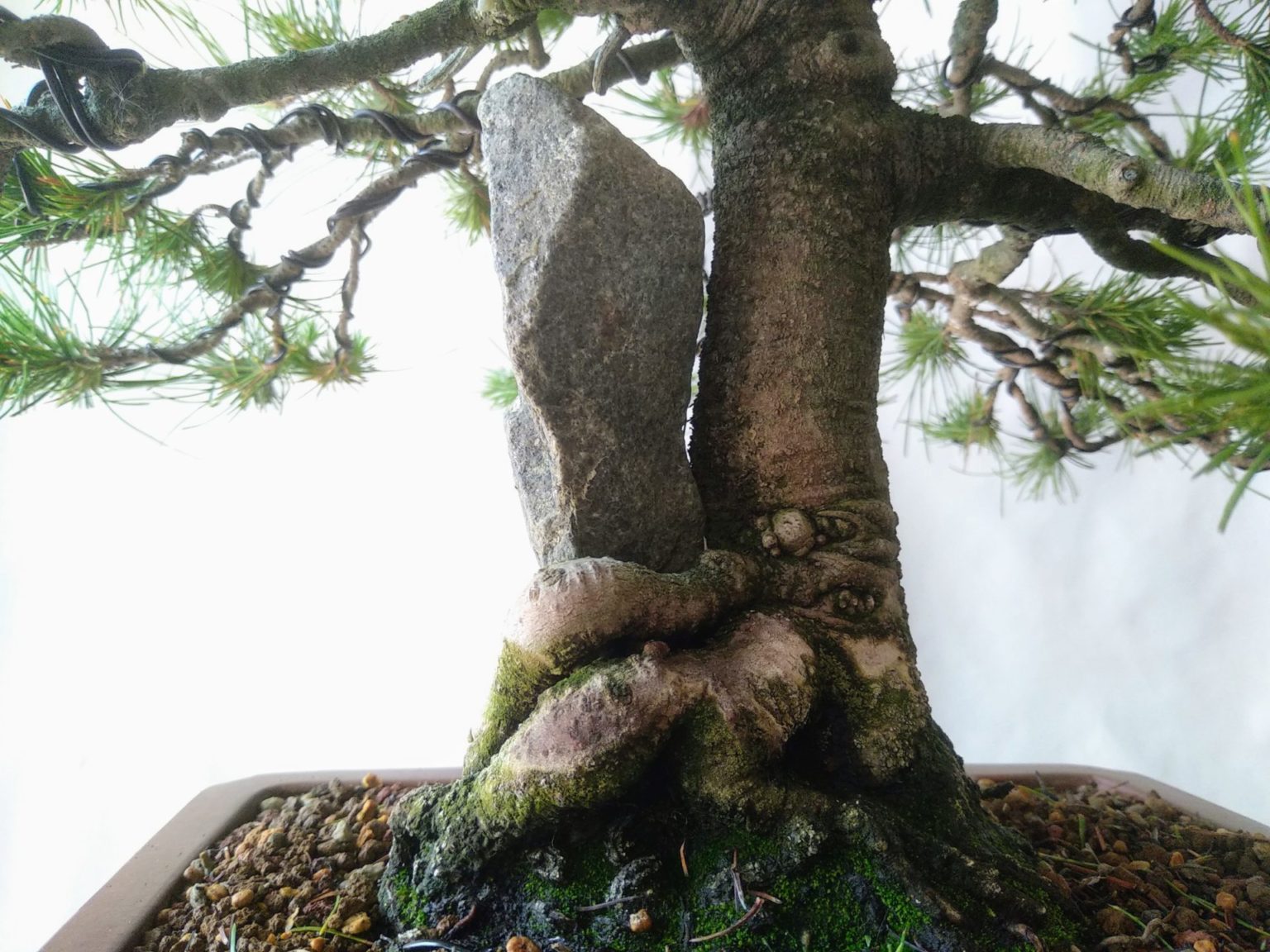 Pino carrasco ,(Pinus halepensis), enraizado en roca. Envío gratis