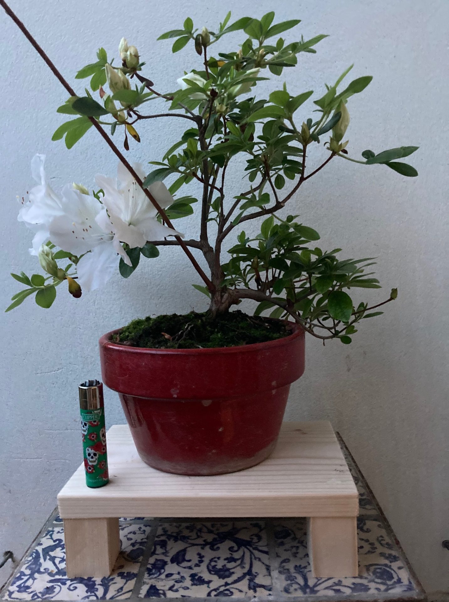 Azalea blanca maceta esmaltada roja - Bonsai Chenji