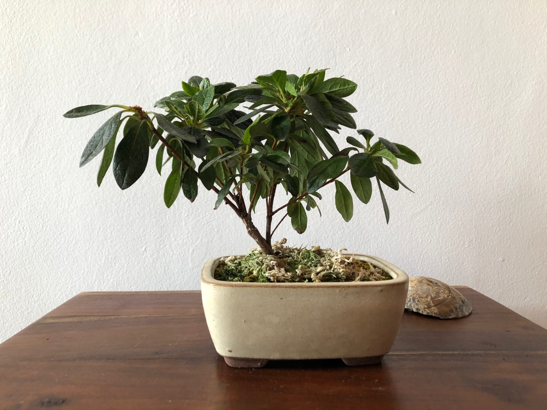 Azalea fucsia 4 años en maceta china de calidad - Bonsai Chenji