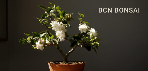 Bcn_bonsai