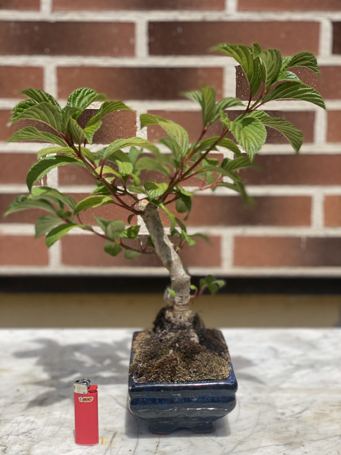 Viburnum - Bonsai Chenji