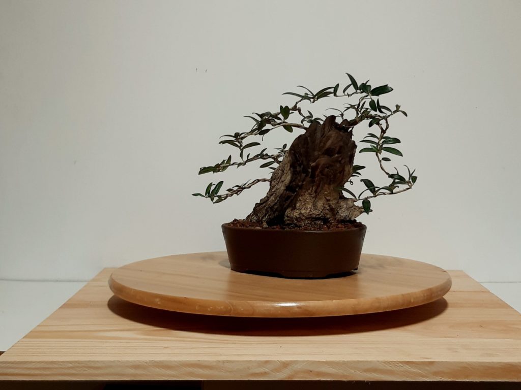 Bonsai Olivo Tanuki Bonsai Chenji