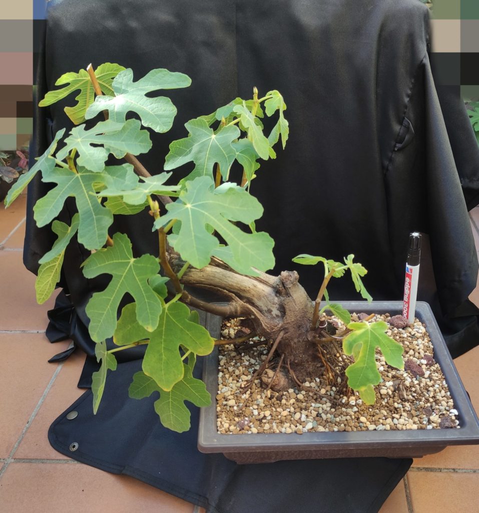 Ficus carica Bonsai Chenji