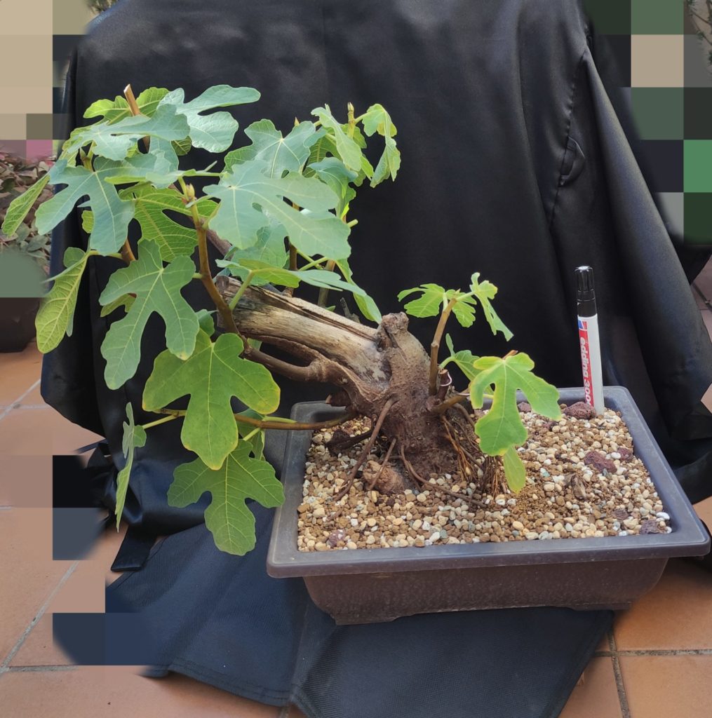 Ficus carica Bonsai Chenji