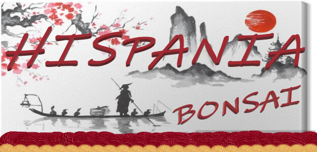 Hispania Bonsai