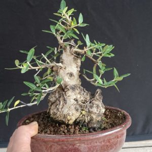 bonsai de alambre - Bonsai Chenji