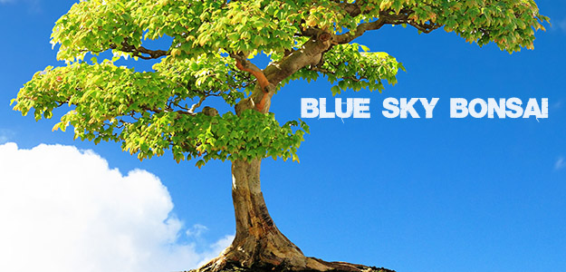 Blue Sky Bonsai