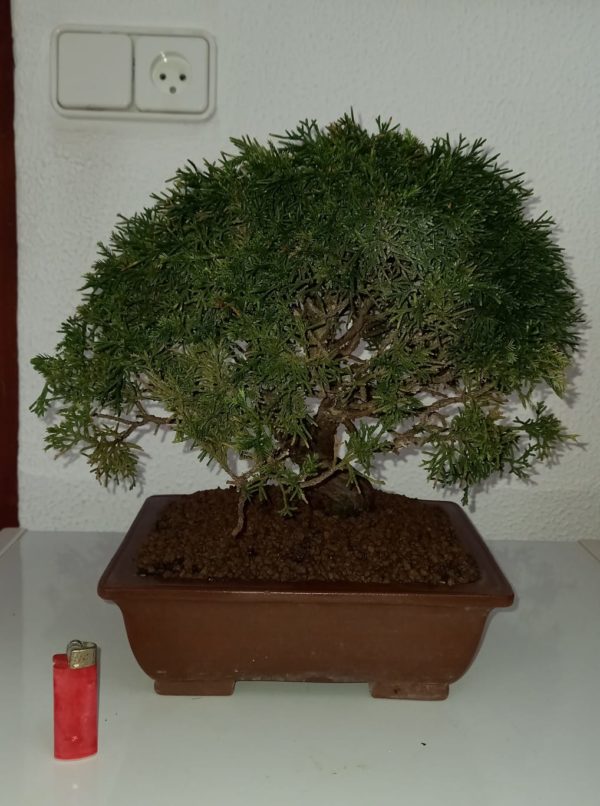 junipero chinensis de 29 años , sustrato akadama pomice ,kiriu y fibra de coco maceta de yixing con sello. necesita transplante el año que viene. contactar por whattsap solo cadiz y provincia.