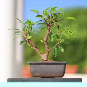 Ficus Retusa doble tronco